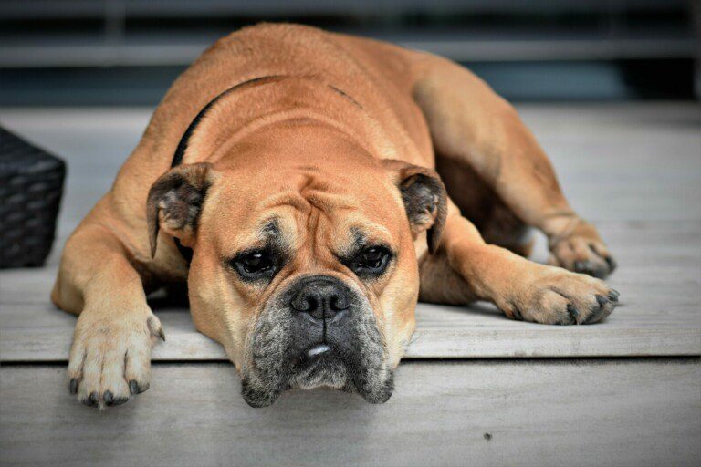 Continental bulldog lying on a wood deck